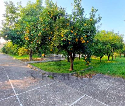 فروش باغ مرکبات در شمال نوشهر