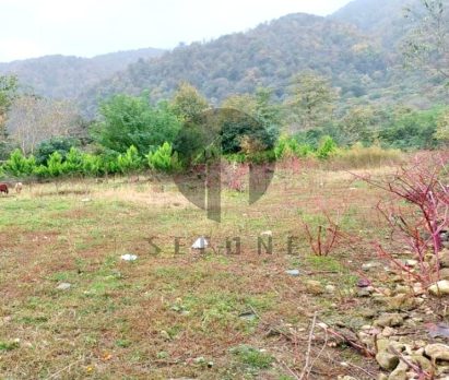 فروش زمین در نوشهر چلک پلاک اول جنگل