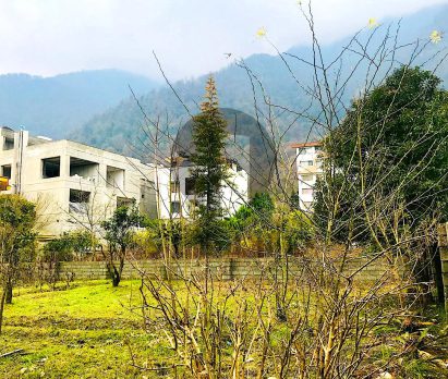 خرید زمین نزدیک جنگل سنددار در چلک