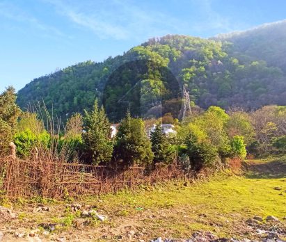 فروش زمین پلاک یک جنگل در چلک نوشهر