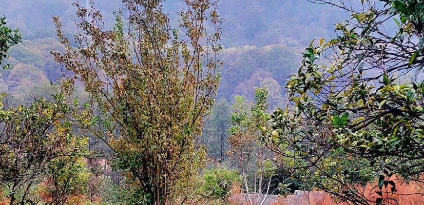 زمین خیرود کنار پلاک اول جنگل مناسب کلبه سوئیسی