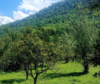 زمین خیرود کنار پلاک اول جنگل مناسب کلبه سوئیسی