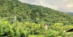 خرید زمین پلاک اول جنگل در چلک نوشهر