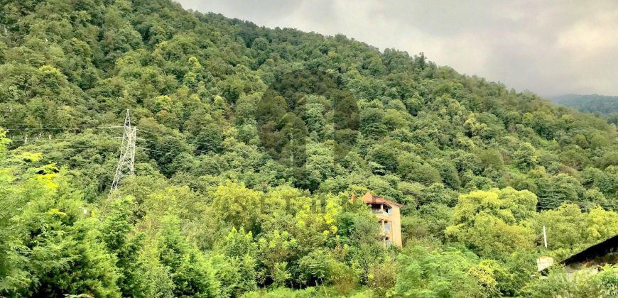خرید زمین پلاک اول جنگل در چلک نوشهر