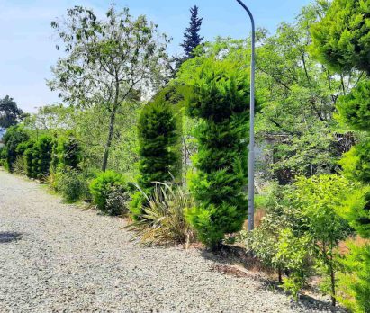 خرید زمین جنگلی سنددار در ریاست جمهوری
